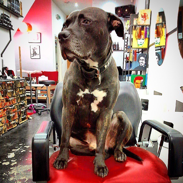 This is London’s most dog-friendly hairdresser