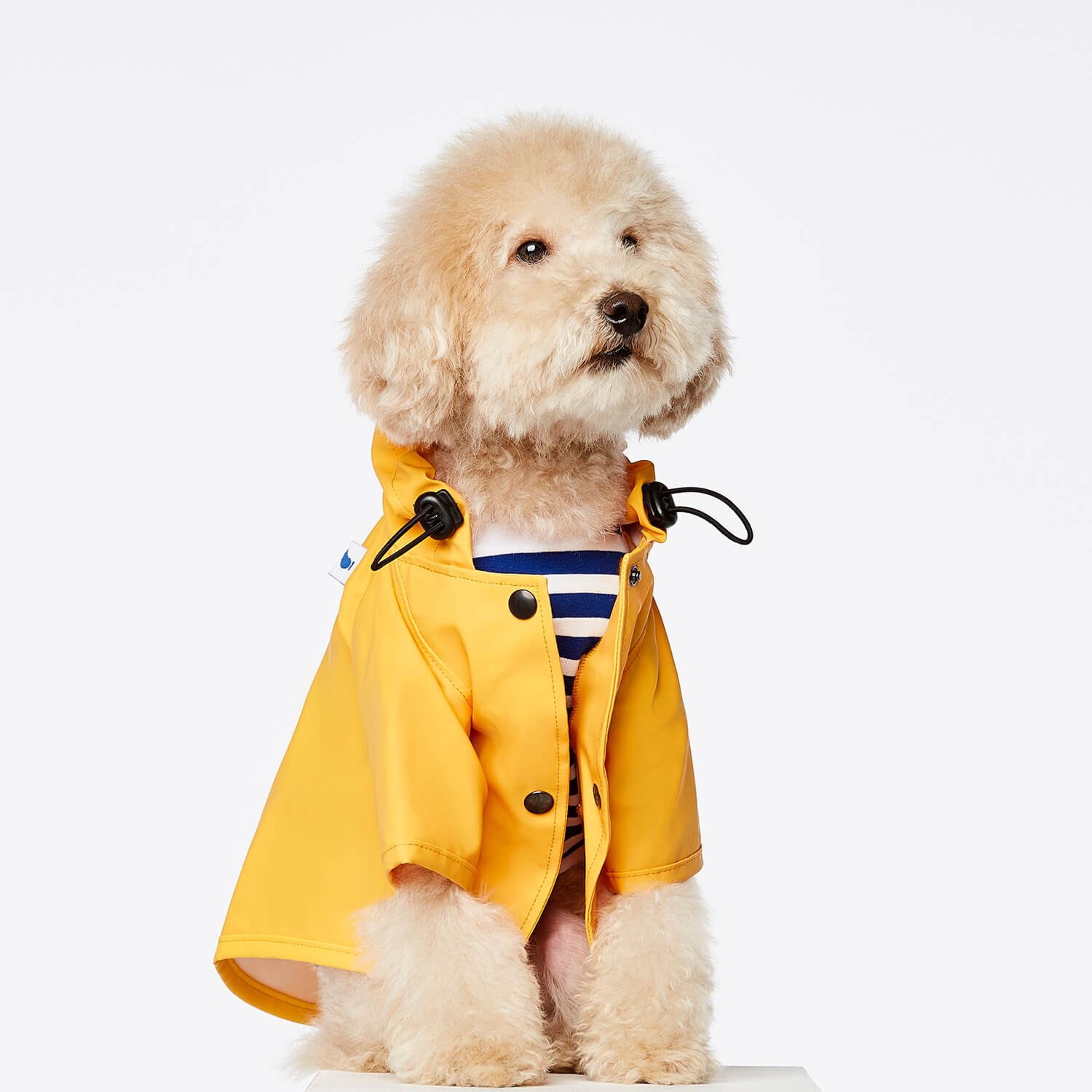 Yellow fisherman dog raincoat Sarah 