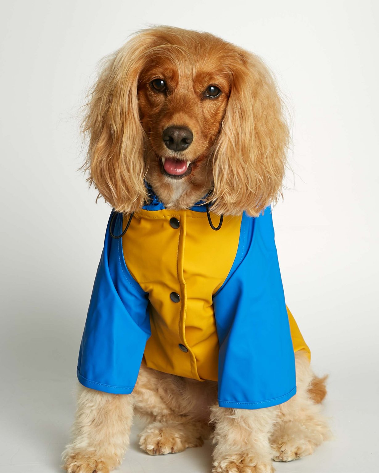 Fisherman dog raincoat Sarah yellow with blue arms