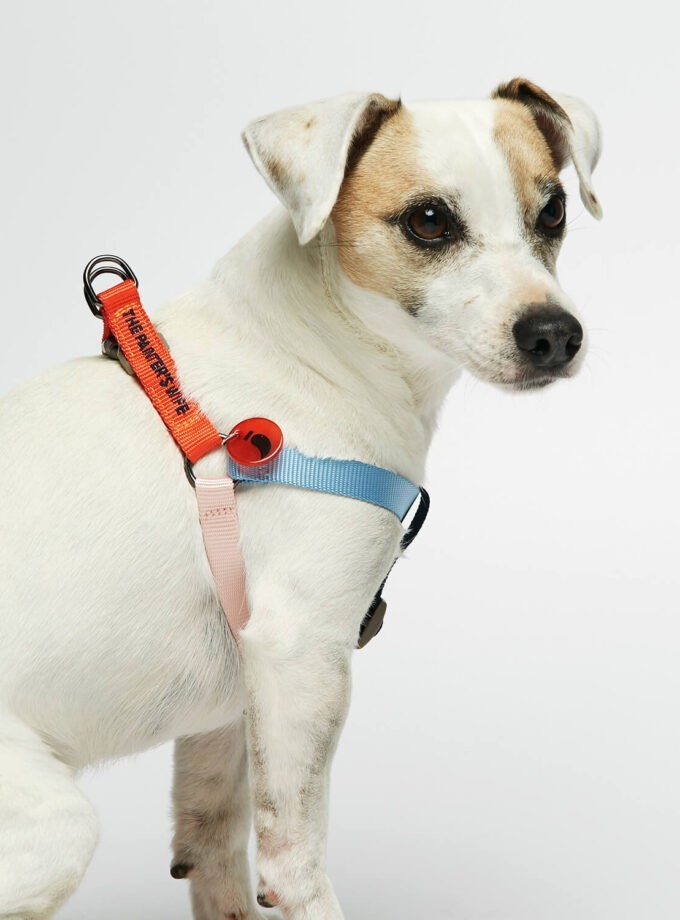 lightweight nylon dog harness multi-colour 3