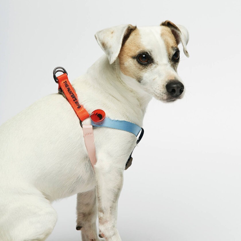 lightweight nylon dog harness multi-colour 3