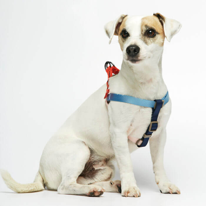 lightweight nylon dog harness multi-colour 2