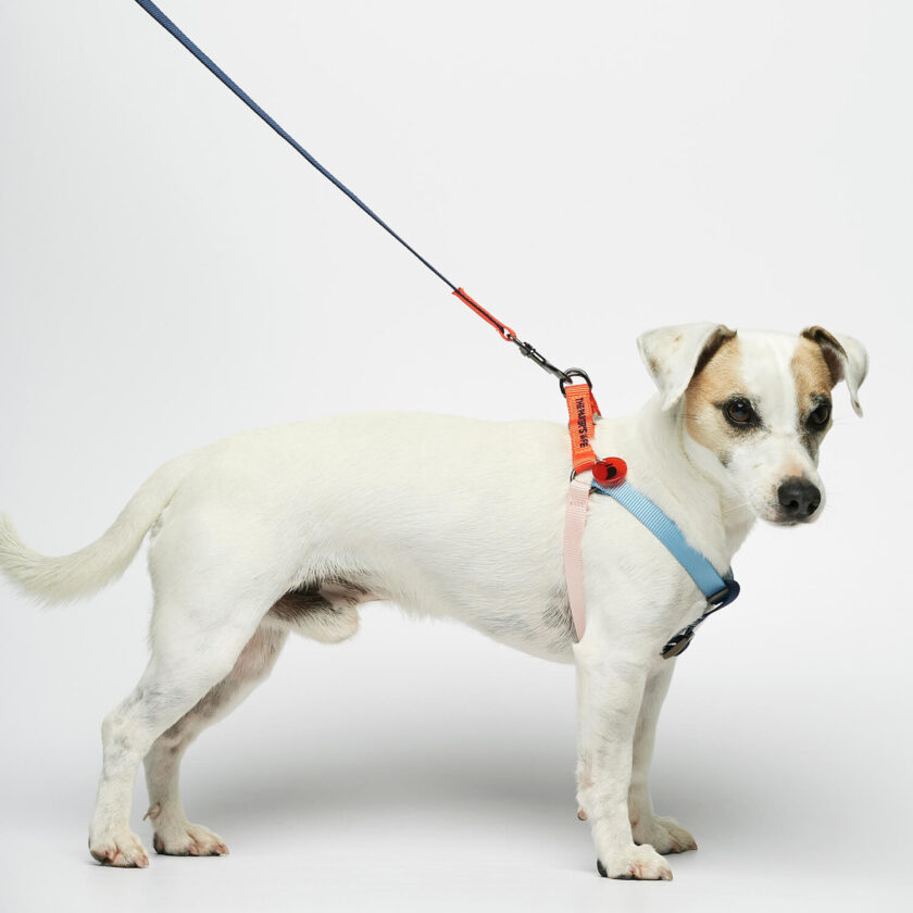 lightweight nylon dog harness multi-colour 1