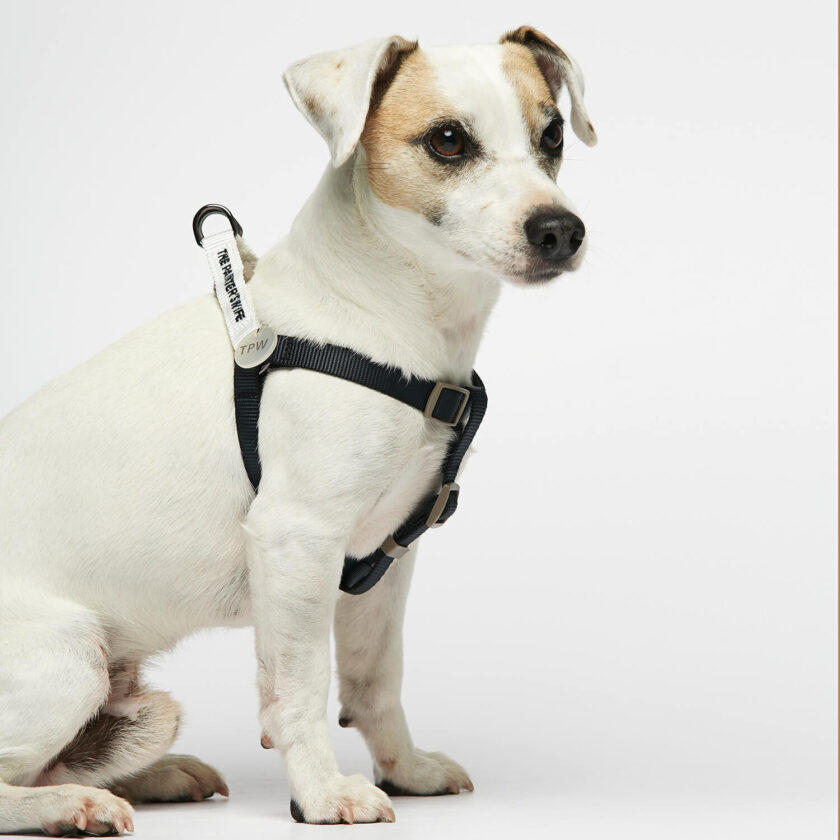 lightweight nylon dog harness navy and white 4