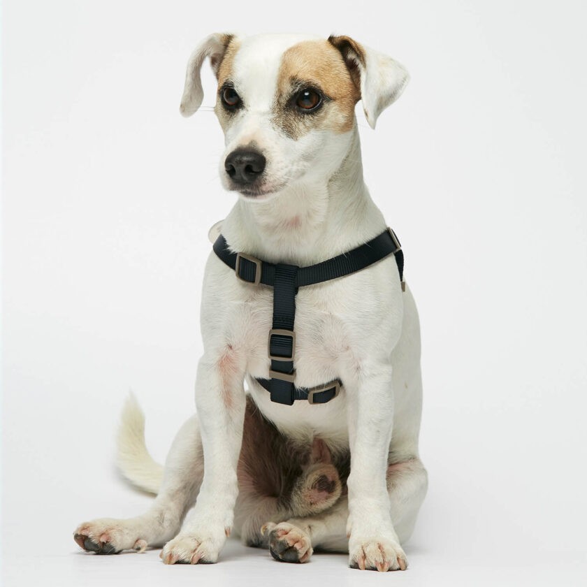 lightweight nylon dog harness navy and white 3