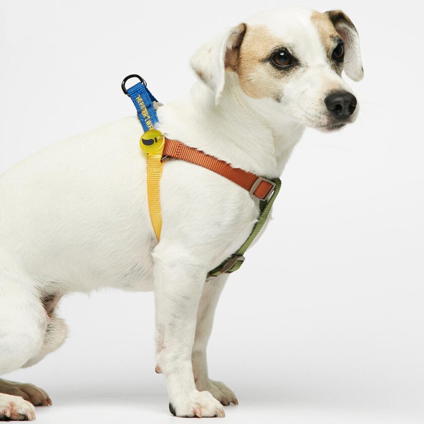 colourful dog harness in light nylon 4