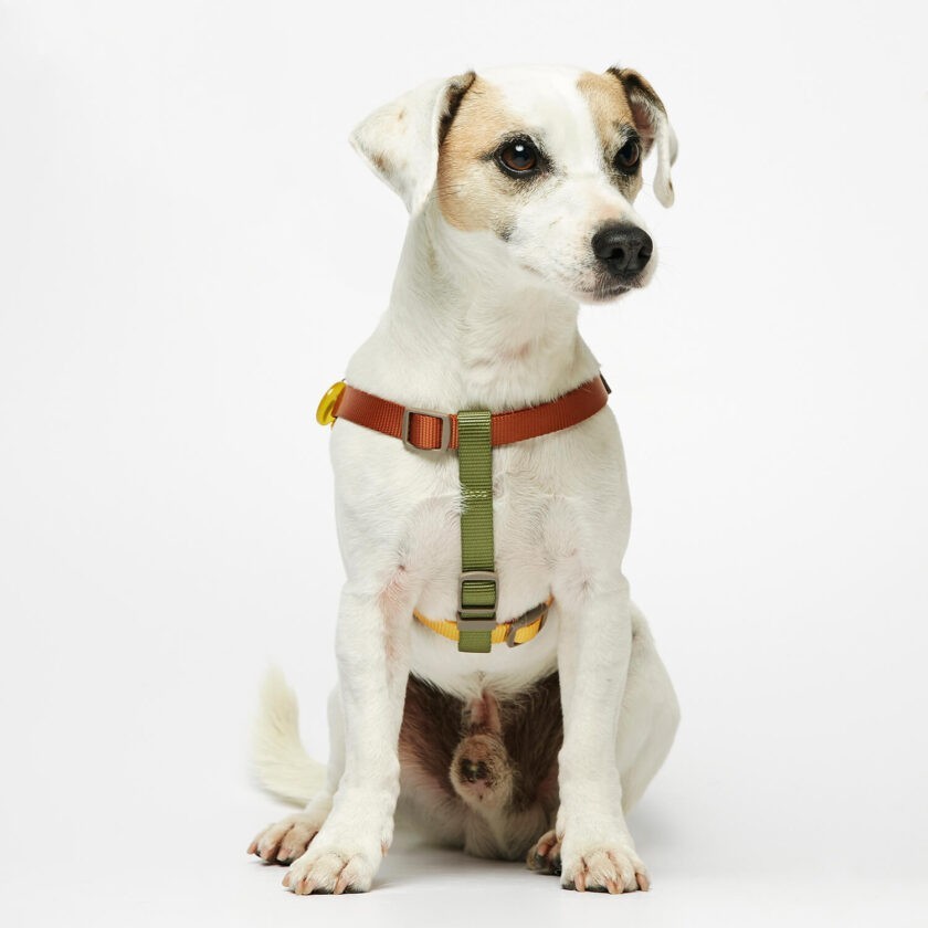 colourful dog harness in light nylon 3