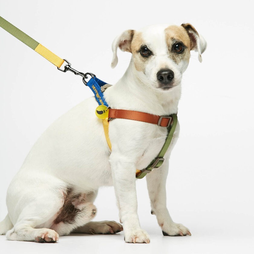 colourful dog harness in light nylon 2
